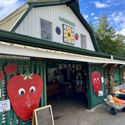 Lineberger's Maple Springs Strawberries