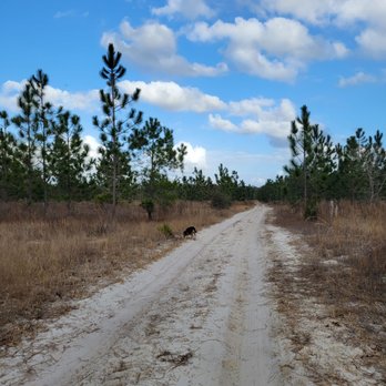 Jennings State Forest - Here are some of the trails near Black Fork Recreation area. - Hiking Near Me - Middleburg, Florida Jennings State Forest - Here are some of the trails near Black Fork Recreation area. - Hiking Near Me - Middleburg, Florida