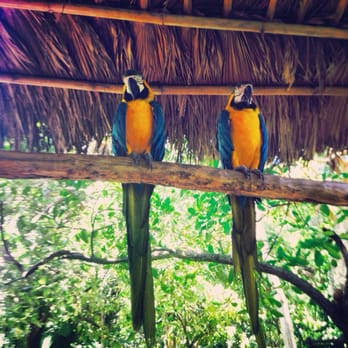Jungle Island - Amusement Parks Near Me - Miami, Florida