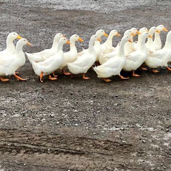 Austin All Maids - We will help you get your ducks in a row, call us for a cleaning! - Home Cleaning Near Me Austin All Maids - We will help you get your ducks in a row, call us for a cleaning! - Home Cleaning Near Me