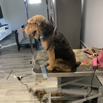 Bath Time Dog Grooming - Pet Groomers Near Me Bath Time Dog Grooming - Pet Groomers Near Me
