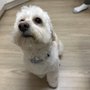 Photo of Puppy Love Pet Grooming