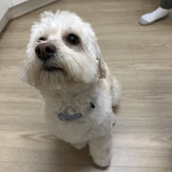 Puppy Love Pet Grooming