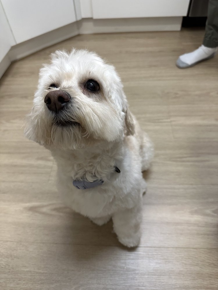 PUPPY LOVE PET GROOMING Updated August 2024 17 Photos & 39 Reviews