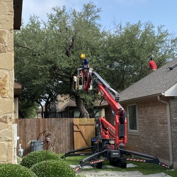 Aabear Tree Care - The artists at work on their canvas. - Tree Services Near Me - Liberty Hill, Texas Aabear Tree Care - The artists at work on their canvas. - Tree Services Near Me - Liberty Hill, Texas
