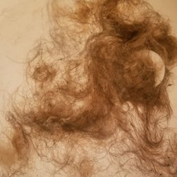 INFESTATIONS OF FLEAS!!!!!!! My dog was miserable. This was after getting him groomed and even paid for the flea dip! No go! 4 days later!