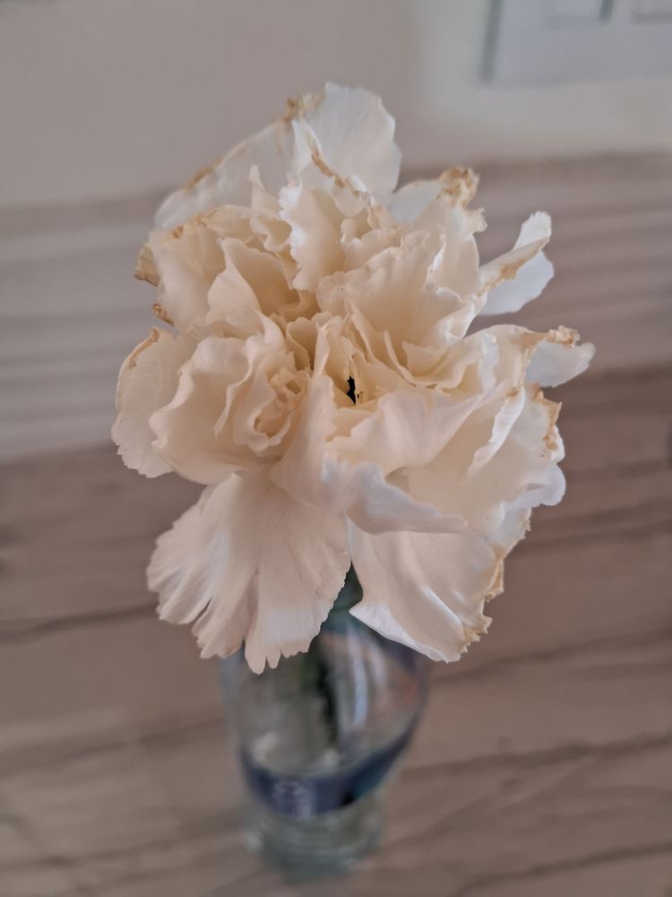 Grease Monkey gift card