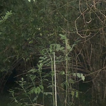 Couturie Forest - Parks Near Me - New Orleans, Louisiana Couturie Forest - Parks Near Me - New Orleans, Louisiana