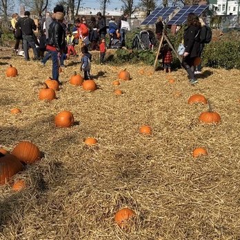 Red Hook Community Farm - Harvest Festival 10/19 - Kids Activities Near Me - Red Hook, New York