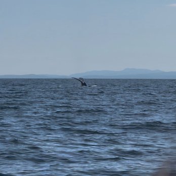 Wild Whales Vancouver - Humpback tail - Whale Watching Tours Near Me - Vancouver, British Columbia Wild Whales Vancouver - Humpback tail - Whale Watching Tours Near Me - Vancouver, British Columbia