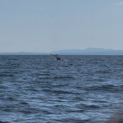 Wild Whales Vancouver - Humpback tail