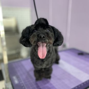 Mel’s Spaw - Pet Groomers Near Me - Cliffside Park, New Jersey