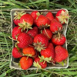 Orchard Valley Farm