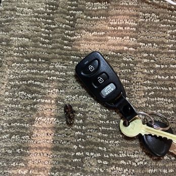 Vacasa - Dead cockroach with keys by the side for scale - Vacation Rentals Near Me Vacasa - Dead cockroach with keys by the side for scale - Vacation Rentals Near Me