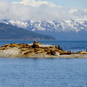 Alaskan Song Charters - Steller sea loins - Boat Charters Near Me Alaskan Song Charters - Steller sea loins - Boat Charters Near Me