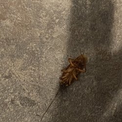 China Buffet - Roach
