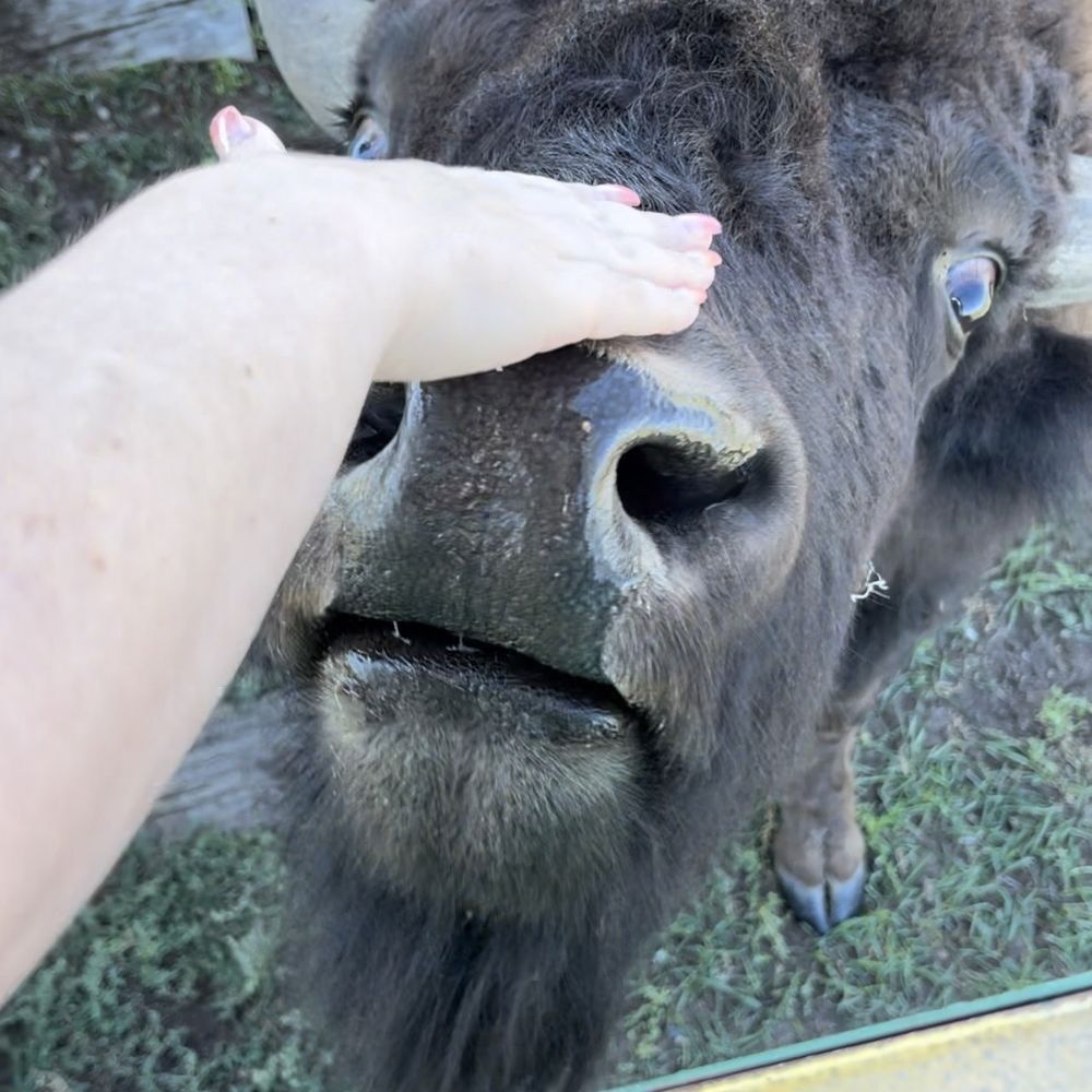 Terry Bison Ranch Resort - Bisons - Venues & Event Spaces Near Me - Cheyenne, Wyoming Terry Bison Ranch Resort - Bisons - Venues & Event Spaces Near Me - Cheyenne, Wyoming