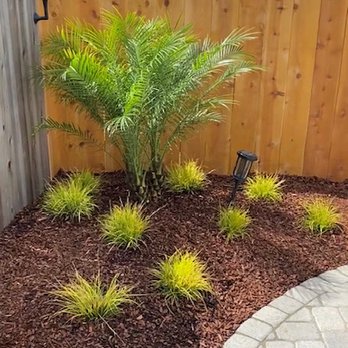 Natural Aspect Gardenscape - Beautiful palm and grasses - Landscaping Near Me