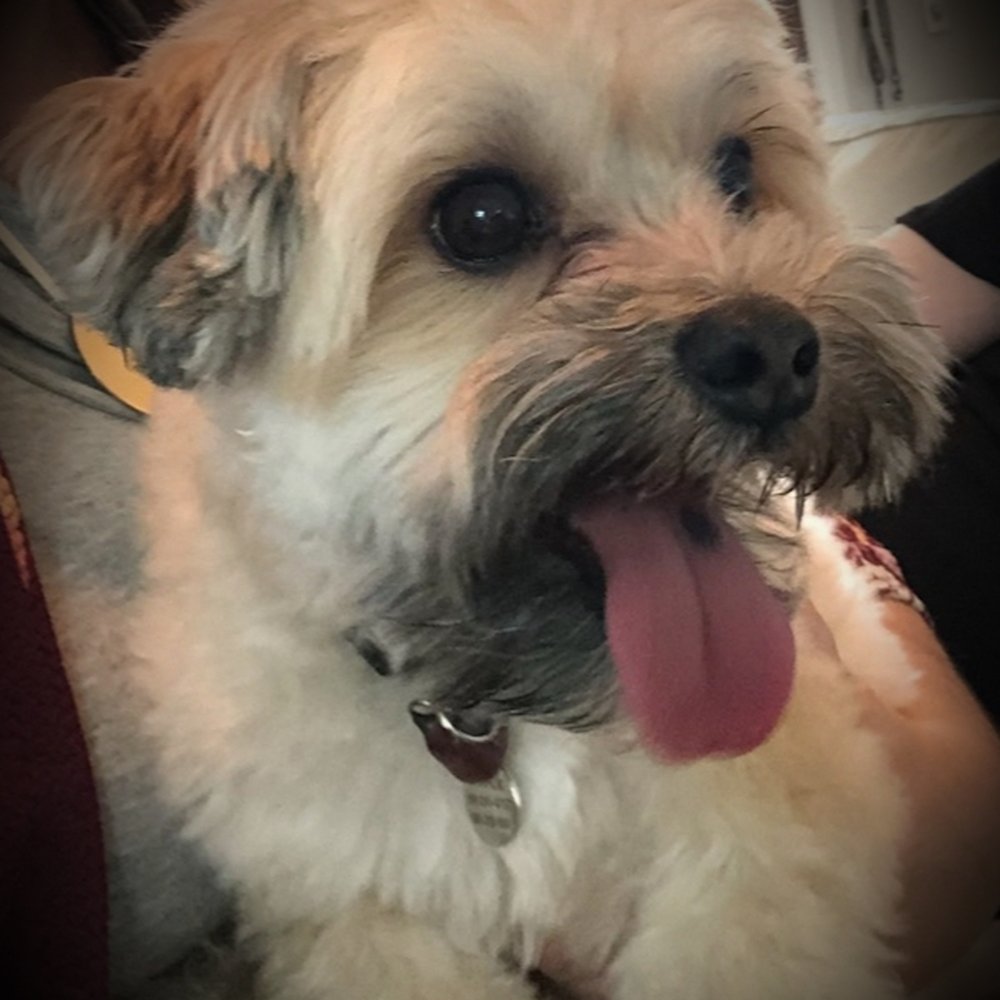Pet Supplies Plus - Spring - Come see Cat Snyder at Pet Supplies Plus! - Pet Groomers Near Me - Spring, Texas Pet Supplies Plus - Spring - Come see Cat Snyder at Pet Supplies Plus! - Pet Groomers Near Me - Spring, Texas