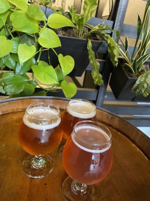 Altamont Beer Works by null