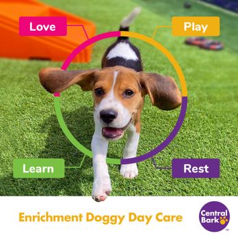 Central Bark Atlanta - Come play with us! - Pet Training Near Me - Atlanta, Georgia Central Bark Atlanta - Come play with us! - Pet Training Near Me - Atlanta, Georgia