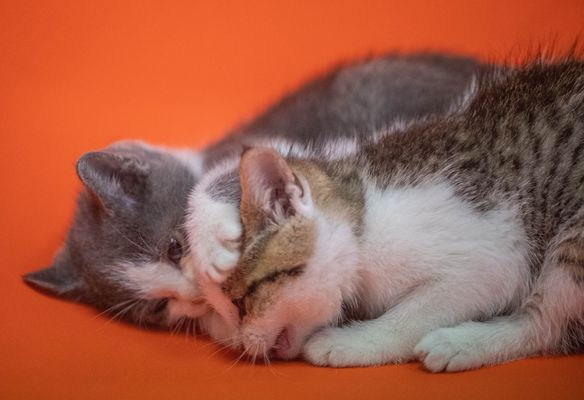 PAWS Atlanta by null