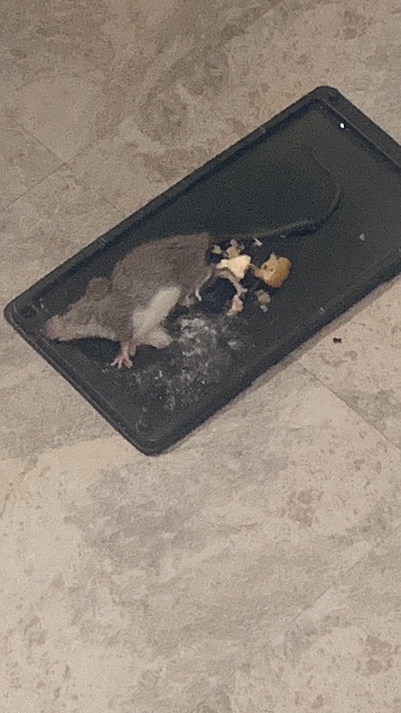 CLAREMONT APARTMENTS Updated September 2024 2472 Highland Rd