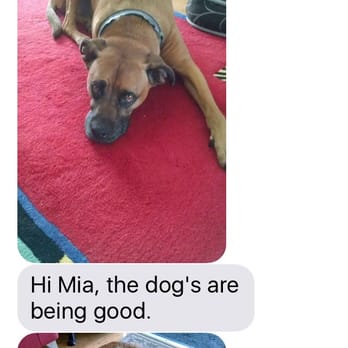 Messy4Dogs - Text updates on the dogs - Pet Sitting Near Me Messy4Dogs - Text updates on the dogs - Pet Sitting Near Me