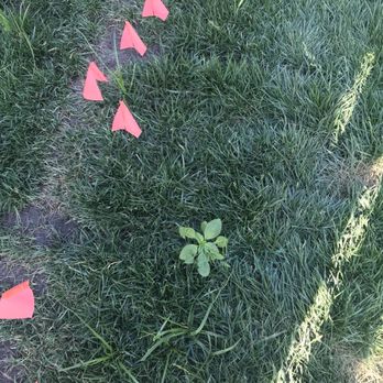 Delta Charlie Sod - Landscaping Near Me