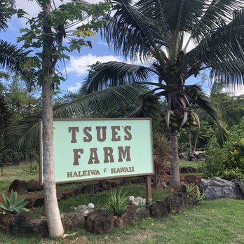 Hawaii Turtle Tours - Tours Near Me - Honolulu, Hawaii