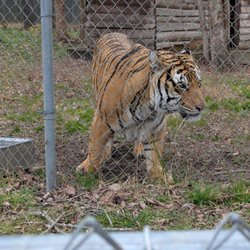 Carolina Tiger Rescue
