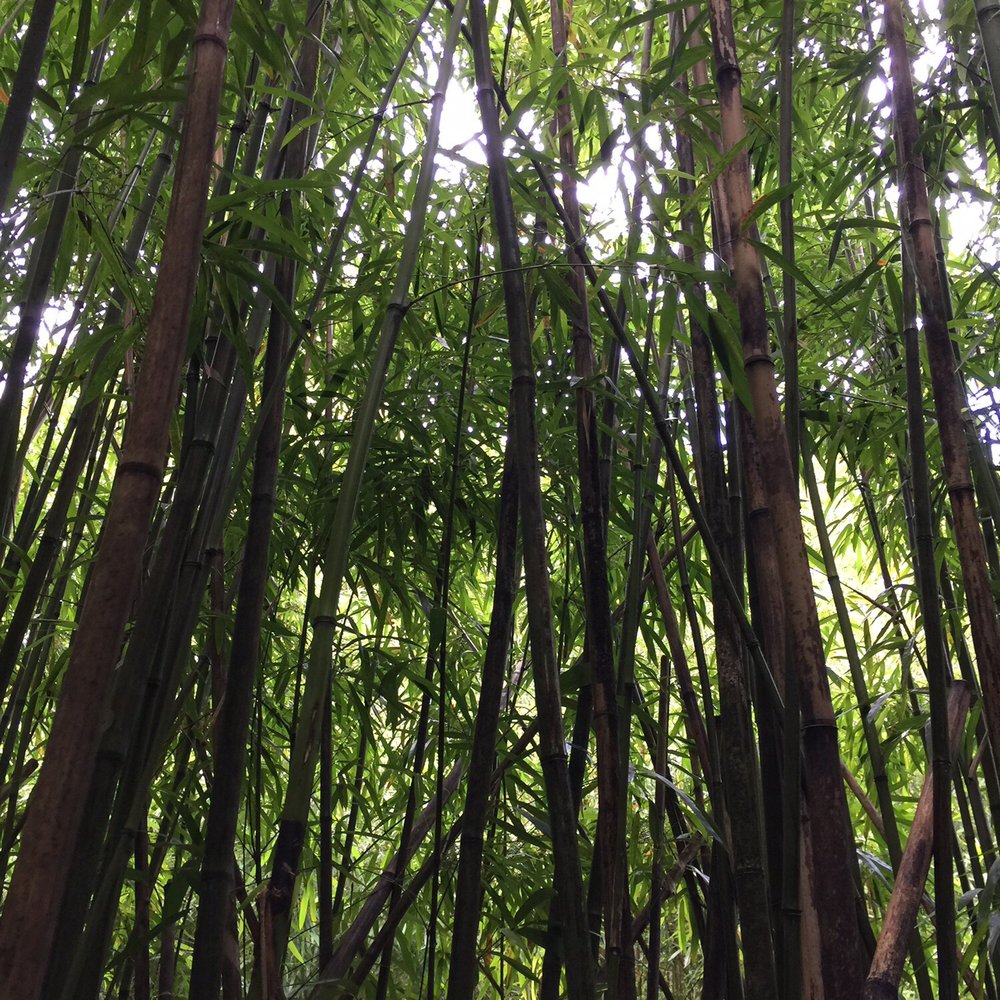Lulumahu Falls - Bamboo galore - Hiking Near Me - Honolulu, Hawaii Lulumahu Falls - Bamboo galore - Hiking Near Me - Honolulu, Hawaii