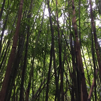 Lulumahu Falls - Bamboo galore - Hiking Near Me - Honolulu, Hawaii Lulumahu Falls - Bamboo galore - Hiking Near Me - Honolulu, Hawaii