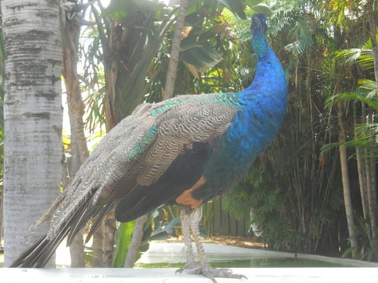 Miami Seaquarium by null