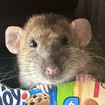 VEG ER for Pets - Apricot - Emergency Pet Hospital Near Me - Stevenson Ranch, California