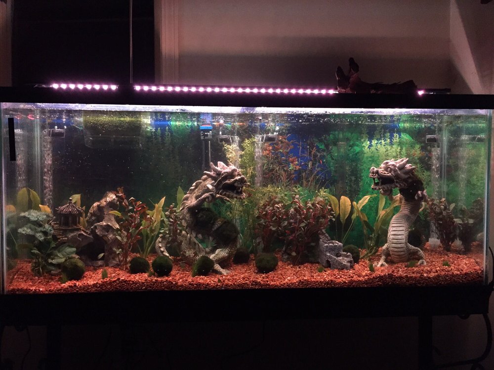 SOUTHSIDE PET SHOP Updated September 2024 7031 Southside Dr