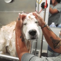 Barkbus Mobile Dog Grooming