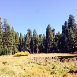 Sequoia Sightseeing Tours - The meadows