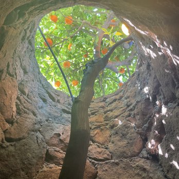 Forestiere Underground Gardens - a fruit tree growing up through a circular brick area - Botanical Gardens Near Me - Fresno, California
