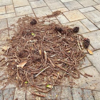Pike Nurseries - Pine straw debris pulled out of ten bales. - Nurseries & Gardening Near Me - Atlanta, Georgia Pike Nurseries - Pine straw debris pulled out of ten bales. - Nurseries & Gardening Near Me - Atlanta, Georgia