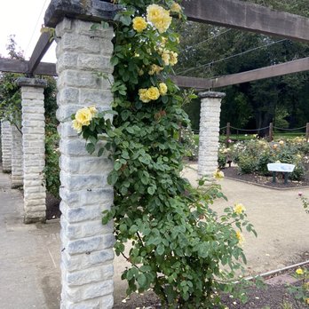 Dunedin Botanic Garden - Rose garden - Botanical Gardens Near Me - North Dunedin, OTA