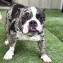Photo of Camp Bow Wow