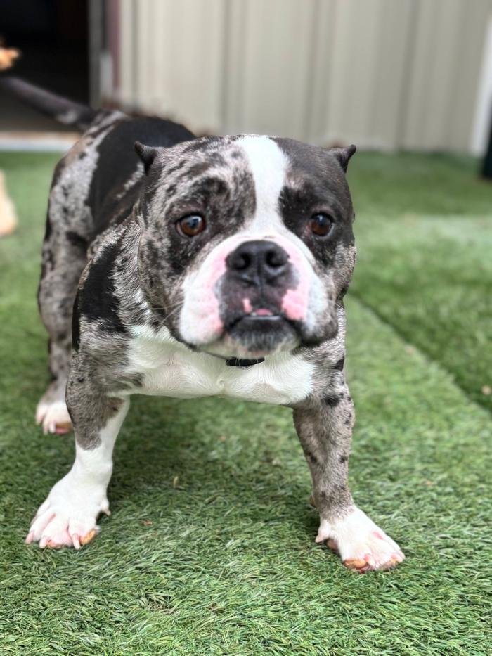 Camp Bow Wow - pet boarding facility in Hutto, TX