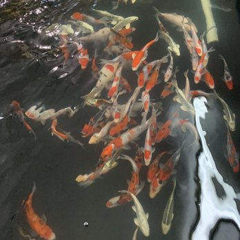 Rising Sun Koi - Koi - Local Fish Stores Near Me - Portland, Oregon Rising Sun Koi - Koi - Local Fish Stores Near Me - Portland, Oregon