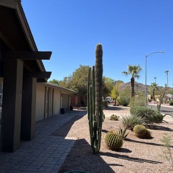 Jason's Tree Service - After - Tree Services Near Me - Phoenix, Arizona Jason's Tree Service - After - Tree Services Near Me - Phoenix, Arizona