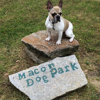Macon Dog Park - This is Mad Max, he now claims ownership of the MACON Dog Park ! - Dog Parks Near Me - Macon, Georgia