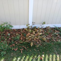 Branching Out - Piles of leaves all around my mulch along the  fence  near the tree