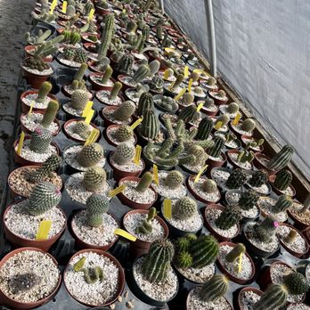 The Cactus King - Nurseries & Gardening Near Me - Houston, Texas