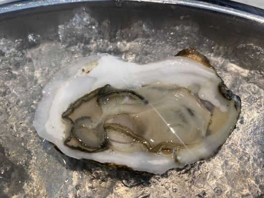 Brine Oyster • Crudo • Chops by null