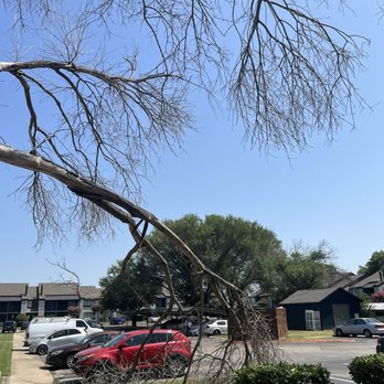 Elliot Windsprint Apartments - More photos of the dead trees - Apartments Near Me - Arlington, Texas